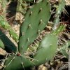 Opuntia_macbridei_2